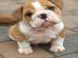 Englische Bulldogge mit Stammbaum