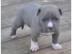 PitBull Welpen Blue-Line Terrier