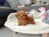 Cute Toy Poodle puppies for sale WHATSAP