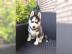 S??e Siberian Husky-Welpen