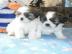 Liebevolles Shih Tzu Welpen mit Papieren