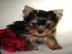 Erstaunliche Yorkshire Terrier Welpen!