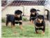 Rottweiler Welpen