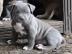 TOP American- Pitbull- Blue- Line- Welpe