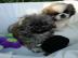 Reinrassige Shih Tzu Welpen