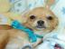 gesund und freundlich Chihuahua Welpen