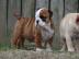 english bulldog puppy