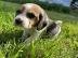 Entzckende Beagle-Welpen suchen liebevo