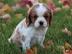 Neujahr Cavalier-King-Charles Spaniel mi