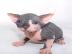 Sphynx Sphynx Ktzchen se Super