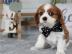 Cavalier King Charles Spaniel Welpen