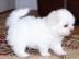 ser Bichon Malteser Welpen