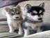 Liebevolles Pomsky Welpen mit Papieren w