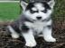 Siberian Husky Welpe