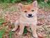 Shiba Inu puppies