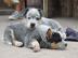 Autralian cattle dog