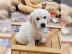 Mini-Golden-Retriever- Welpen