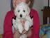 bichon friese Welpen suchen ein neues Zu