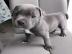 American Staffordshire Terrier Welpen wh