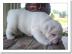 gesunde Englisch Bulldogge fr adoptin