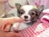 Mini-Chihuahua-Welpen 150EUR