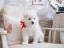 Wunderschne Samoyedo-Welpen (Geschenke)