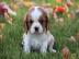 Cavalier-King-Charles Spaniel mit Papier