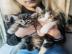 Erh?ltlich Maine Coon Babys Kitten mit P