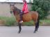 Polnische Warmblutstute Betty! 850 EUR