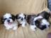 Shih Tzu welpen whatsapp nummer +4368110