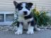 Siberian Husky Welpen mit Blauen und Bra