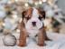 Englische Bulldoggenwelpen zur Adoption,