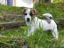 Reinrassige Jack Russell Welpen o.  Pap. 