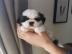 S?sse Wundersch?ne Shih Tzu Welpen mit P