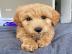 Schone Labradoodle Welpen