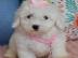 Maltipoo Welpen