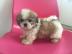 Reinrassige Shi Tzu Welpen