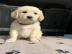 Wunderschne Golden Retriever Welpen (M