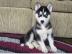 Charmante Siberian Husky-Welpen