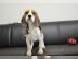 Ssse Wunderschne Beagle Welpen mit Pap