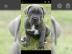 wunderbare wundersch?ne cane corso Welpe