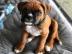 Boxer Welpen suchen neues Zuhause WhatsA