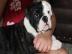 Weihnachten Englische Bulldogge Welpen m