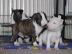 Miniatur Bullterrier Rden / Weibchen