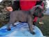 Kr?ftige Cane Corso Welpe mit Papiere