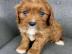 Cavapoo-Welpen zur Adoption, WhatsApp-Nu