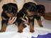 Gesunde Rottweiler-Welpen verfgbar