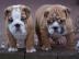 English / Englische Bulldoggen Welpen mi