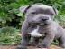 Top American Pit Bully H?ndinnen und R?d