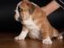 Englisch Bulldog Welpen 100% Rassehunde